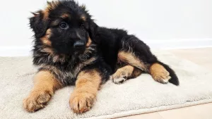 Photo №3. German Shepherd. best puppy with a litter. Ukraine