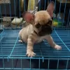 Photo №3. FRENCH BULLDOG PUPPIES FOR SALE MANILA ,09457024296 DOGS. Philippines