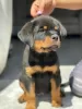 Photo №1. rottweiler - for sale in the city of Demene | Is free | Announcement № 41014