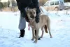 Photo №2 to announcement № 9006 for the sale of non-pedigree dogs - buy in Russian Federation from the shelter