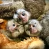 Additional photos: Capuchin and marmosets