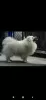 Additional photos: Japanese Spitz puppies