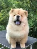 Additional photos: Chow Chow, wonderful puppies