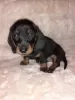 Additional photos: Purebred smooth-haired dachshund puppies