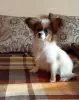 Additional photos: Papillon Puppies FCI