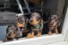 Photo №4. I will sell dachshund in the city of Baltimore. breeder - price - 500$