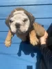 Photo №2 to announcement № 125631 for the sale of english bulldog - buy in United Kingdom 