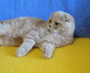 Additional photos: Scottish Cream Fold baby