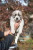 Additional photos: Central Asia Shepherd Dog Puppies