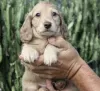 Additional photos: Dachshund puppies