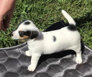 Additional photos: Girl Jack Russell Terrier - Smooth