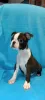 Photo №1. boston terrier - for sale in the city of Surčin | negotiated | Announcement № 80321