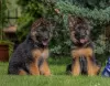 Photo №1. german shepherd - for sale in the city of Vilnius | negotiated | Announcement № 52031