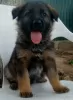 Additional photos: German Shepherd puppies