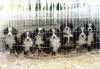 Photo №1. bernese mountain dog - for sale in the city of Нови Сад | 951$ | Announcement № 107222