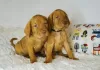 Photo №1. vizsla - for sale in the city of Borisov | negotiated | Announcement № 81167