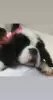 Additional photos: Pedigree St. Bernard puppies for sale