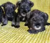 Photo №4. I will sell standard schnauzer in the city of Belgrade.  - price - negotiated