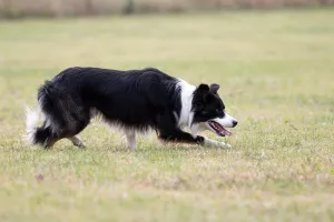 Photo №3. Border collie stallion in France. Announcement № 6947