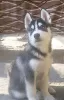 Photo №1. siberian husky - for sale in the city of Voronezh | 675$ | Announcement № 11618