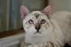 Additional photos: Snow bengal cat