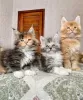 Photo №2 to announcement № 121784 for the sale of maine coon - buy in Spain breeder