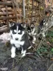 Photo №2 to announcement № 98106 for the sale of siberian husky - buy in Austria private announcement