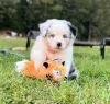 Photo №1. australian shepherd - for sale in the city of Bruges | 179$ | Announcement № 129069