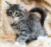 Photo №2 to announcement № 108618 for the sale of norwegian forest cat - buy in United States private announcement