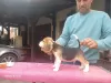 Additional photos: Beagle puppies for sale