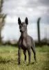 Additional photos: Xoloitzcuintle (Mexican hairless dog) puppies