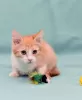 Additional photos: Kitten Zlata - red baby sunshine is looking for a home!