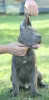 Additional photos: Cane Corso puppies available for sale.