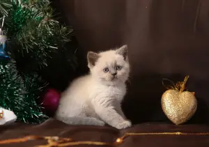 Photo №4. I will sell british shorthair in the city of Lodeynoye Pole. from nursery - price - Negotiated