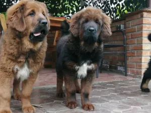 Additional photos: Tibetan mastiff