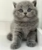 Photo №2 to announcement № 88657 for the sale of british shorthair - buy in United States private announcement