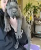 Photo №3. CANE CORSO PUPPIES. Greece