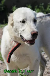 Photo №1. central asian shepherd dog - for sale in the city of Novosibirsk | 424$ | Announcement № 7202