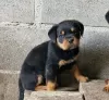 Photo №2 to announcement № 126860 for the sale of rottweiler - buy in Portugal 