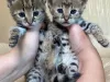 Photo №3. F1 and F2 Savannah kittens are available. Cyprus