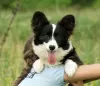 Photo №3. Gorgeous Pembroke Welsh Corgi. FCI. United States