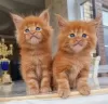 Photo №3. Healthy Maine Coon Kittens available for sale now. Spain