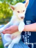 Additional photos: Children Siberian husky