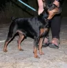 Photo №4. I will sell miniature pinscher in the city of Bobruisk. private announcement - price - 157$