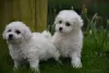 Photo №2 to announcement № 123645 for the sale of bichon frise - buy in Germany private announcement