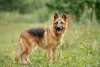 Photo №1. german shepherd - for sale in the city of Видное | Is free | Announcement № 24925