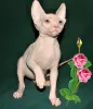 Photo №1. sphynx-katze - for sale in the city of Houston | negotiated | Announcement № 43642