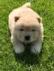 Photo №2 to announcement № 10967 for the sale of chow chow - buy in Finland private announcement