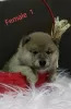 Photo №4. I will sell shiba inu in the city of Валево. breeder - price - negotiated