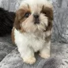 Photo №2 to announcement № 125796 for the sale of shih tzu - buy in Switzerland 